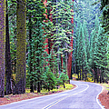 Sequoia Hwy