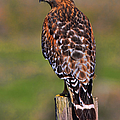 Red Shouldered Hawk Portrait